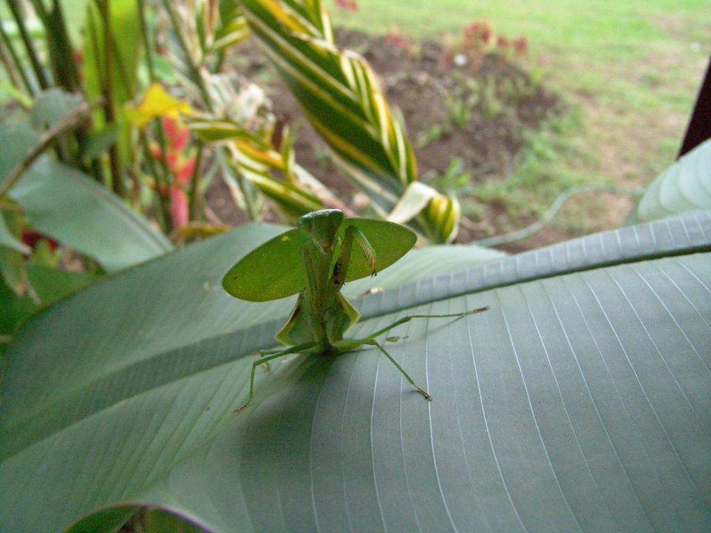 Befox Adventure Hotel La Fortuna ภายนอก รูปภาพ