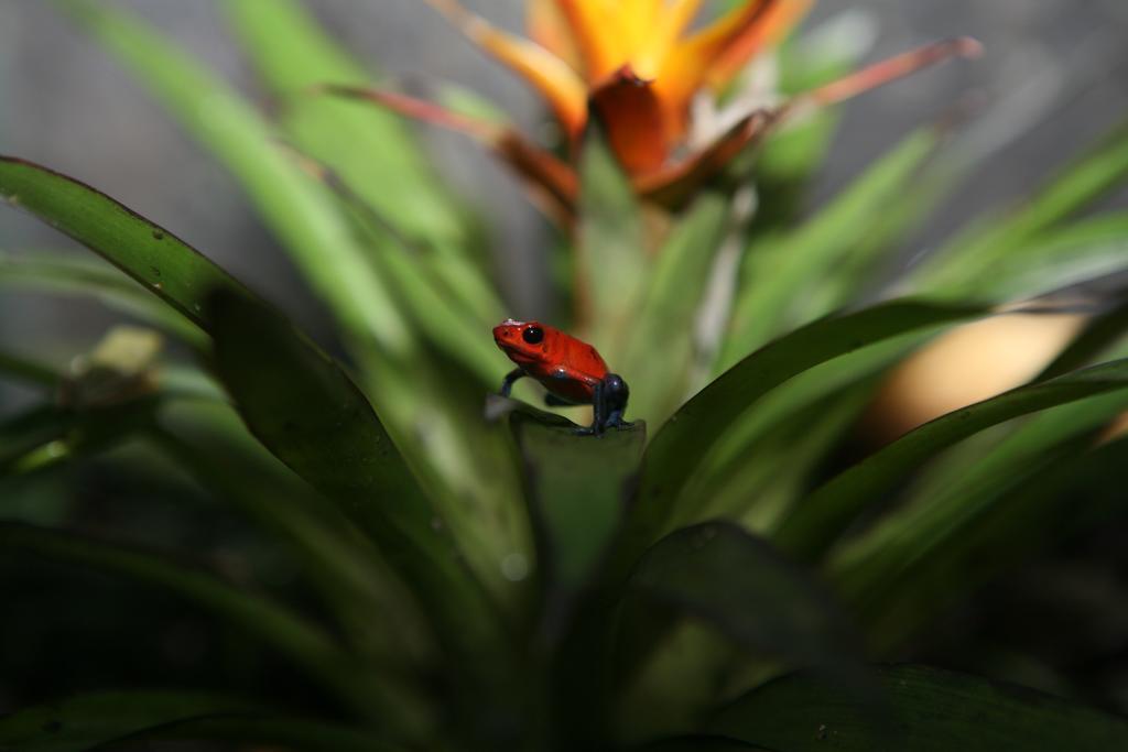 Befox Adventure Hotel La Fortuna ภายนอก รูปภาพ