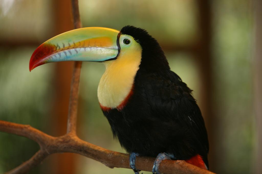 Befox Adventure Hotel La Fortuna ภายนอก รูปภาพ