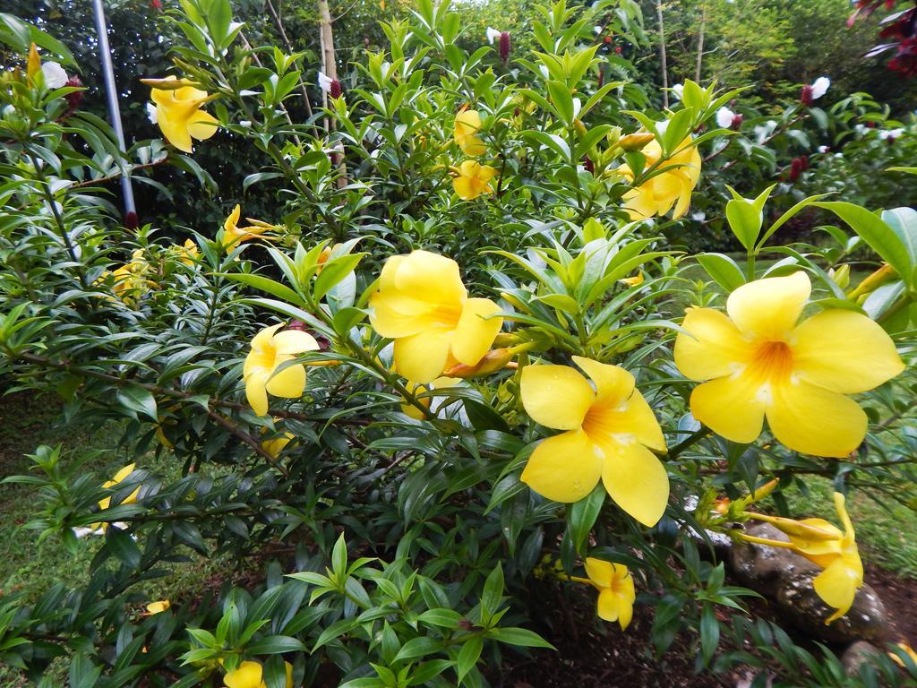 Befox Adventure Hotel La Fortuna ภายนอก รูปภาพ